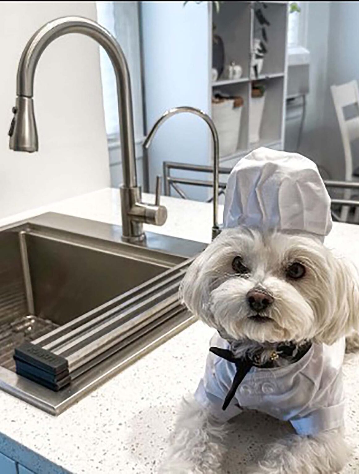 Featured Build - Workstation for a Furry Friend Featured Build - Workstation for a Furry Friend